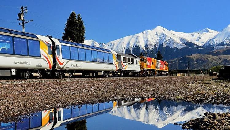 NZ Kiwi 1